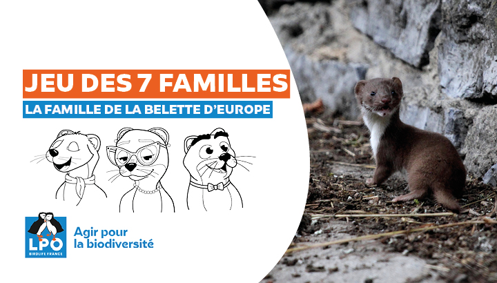 Jeu des 7 familles ESOD : La famille de la Belette d'Europe